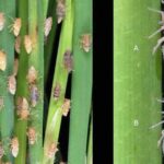 バンテアイ・ミアンチェイ州の農作物を食い荒らすトビイロウンカ被害