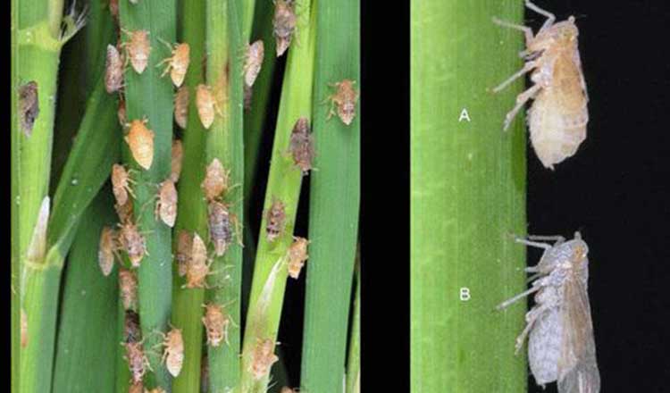 バンテアイ・ミアンチェイ州の農作物を食い荒らすトビイロウンカ被害