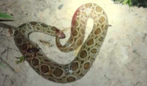 毒蛇に襲われた男性が死亡 叢や森にむやみに入らない