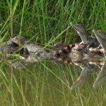 自然保護区　野生のシャムワニの赤ちゃんの孵化を確認