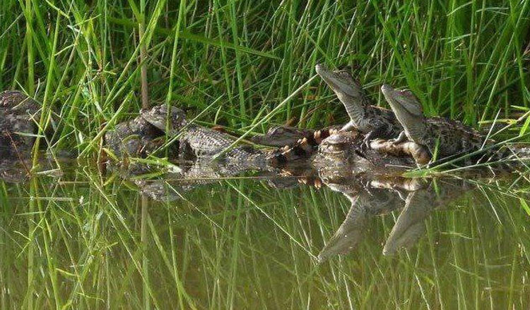 自然保護区　野生のシャムワニの赤ちゃんの孵化を確認