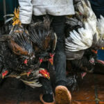 スバイリエン州　16歳少女のH5N1型ウイルス感染を確認