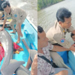 マングローブに閉じ込められたイルカを救出