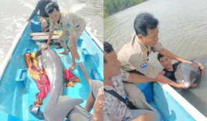 マングローブに閉じ込められたイルカを救出