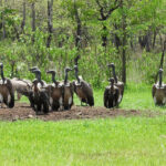 シェムパン野生生物保護区でハゲワシの目撃で最多数を記録