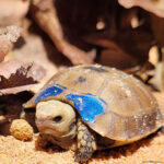 2023～2024年の繁殖期にリクガメ169匹の孵化に成功