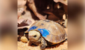 2023~2024年の繁殖期にリクガメ169匹の孵化に成功