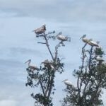 カルガモがブエン・トンレ・チュマール・ラムサール湿地に多数生息