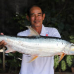 メコン川　約20年間行方不明だった希少魚を再発見