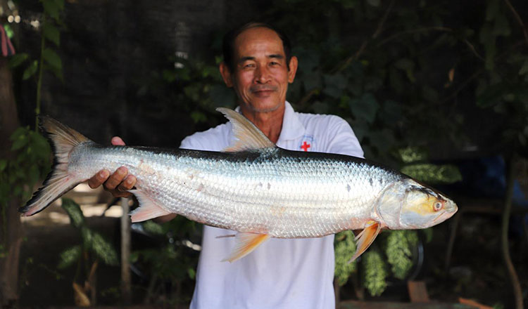 メコン川　約20年間行方不明だった希少魚を再発見