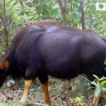 カルダモン山系での調査で108種の野生生物と絶滅危惧種を確認