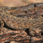 カルダモン山系　新種のヤモリ２種が発見される