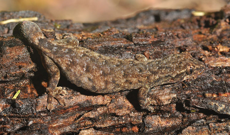 カルダモン山系　新種のヤモリ２種が発見される