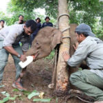 モンドリキリ　孤立した野生の子ゾウが救出される