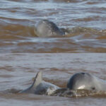 イラワジイルカの個体数増加を歓迎、新生児の生存を確認