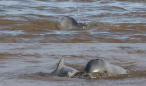 イラワジイルカの個体数増加を歓迎、新生児の生存を確認