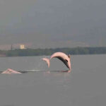 希少なピンクイルカ 70 頭がカンポットに出現