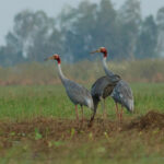 ボン・プレック・リポフとアンルン・プリング保護区にオオヅルが渡り