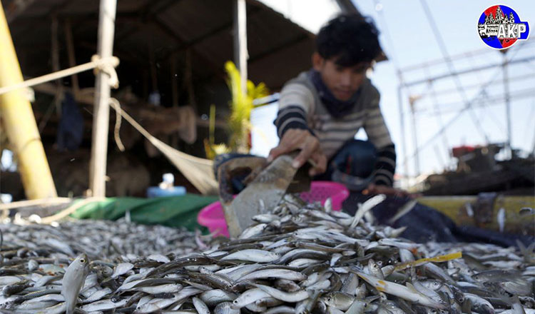 魚醤（発酵魚）干し魚を作るのに最適な季節がやってきた