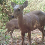 NGOがイノシシカ（豚鹿）に対する緊急対策を呼びかけ