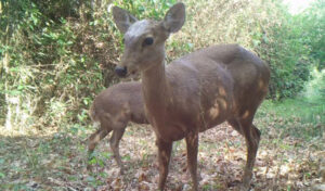 NGOがイノシシカ(豚鹿)に対する緊急対策を呼びかけ