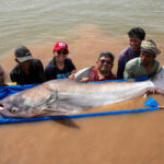 4匹の巨大ナマズがメコン流域の湖に放たれた