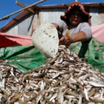 プノンペン、今週初の水産養殖展示会を開催