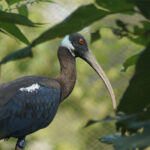絶滅危惧種「トキ」を新たな繁殖地へ移送が完了