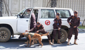 犬の訓練で地雷リスクの軽減 CMACと警察と協力
