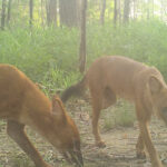 絶滅危惧種のドールがカンボジア東部平原で発見される