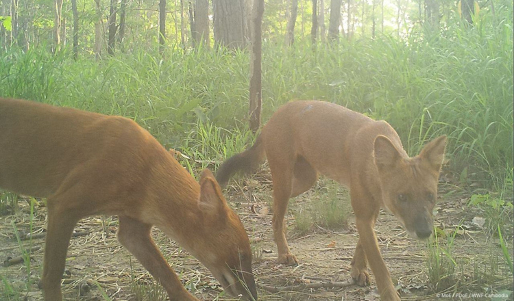 絶滅危惧種のドールがカンボジア東部平原で発見される