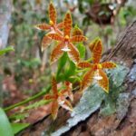 シェムリアップの研究所　500種以上の蘭が保存され研究中