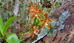 シェムリアップの研究所 500種以上の蘭が保存され研究中