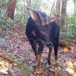 ヴィラチェイ国立公園のIUCNレッドリストに19種を載せる