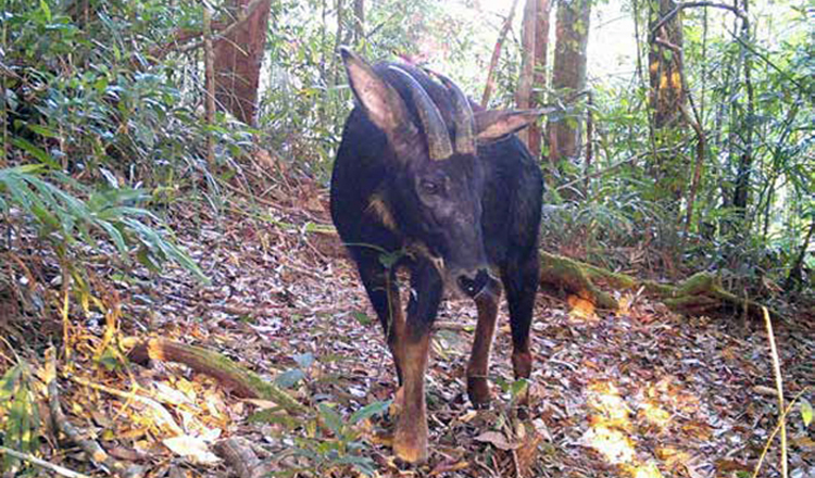 ヴィラチェイ国立公園のIUCNレッドリストに19種を載せる