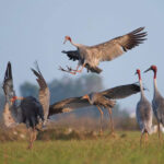 絶滅危惧種のオオヅルの個体数が178羽で安定