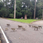 アプサラ国立機構、アンコール遺跡公園のサルによる問題に呼びかけ