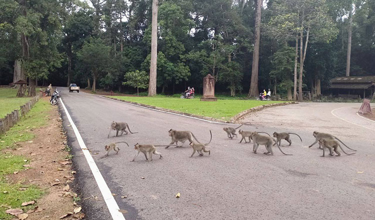 アプサラ国立機構、アンコール遺跡公園のサルによる問題に呼びかけ