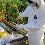 プレイベンで幼児が鳥インフレH5N1で死亡　今年２例目の死亡者