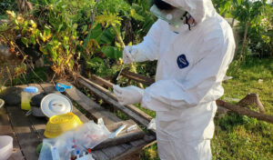 プレイベンで幼児が鳥インフレH5N1で死亡 今年2例目の死亡者