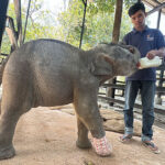 罠による負傷後　回復した元気な野生の子象