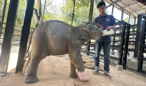 罠による負傷後 回復した元気な野生の子象
