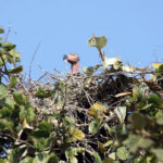 クラチェ州サンボ野生保護区でシロエリハゲトキとヒメトキの雛を確認