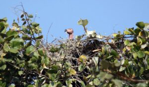 クラチェ州サンボ野生保護区でシロエリハゲトキとヒメトキの雛を確認