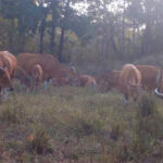 プノン・トノアト野生生物保護区で野生ガウルの群れを確認