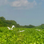 プレック・トアル鳥類保護区での違法狩猟(密猟）の減少