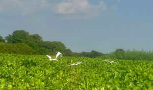 プレック・トアル鳥類保護区での違法狩猟(密猟）の減少