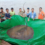 巨大な淡水エイが絶滅危惧種に指定される可能性