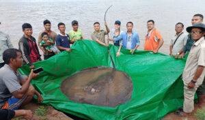 巨大な淡水エイが絶滅危惧種に指定される可能性