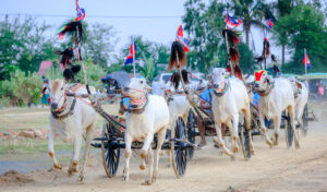 コンポンスプ―州 牛車レースを文化遺産として保存